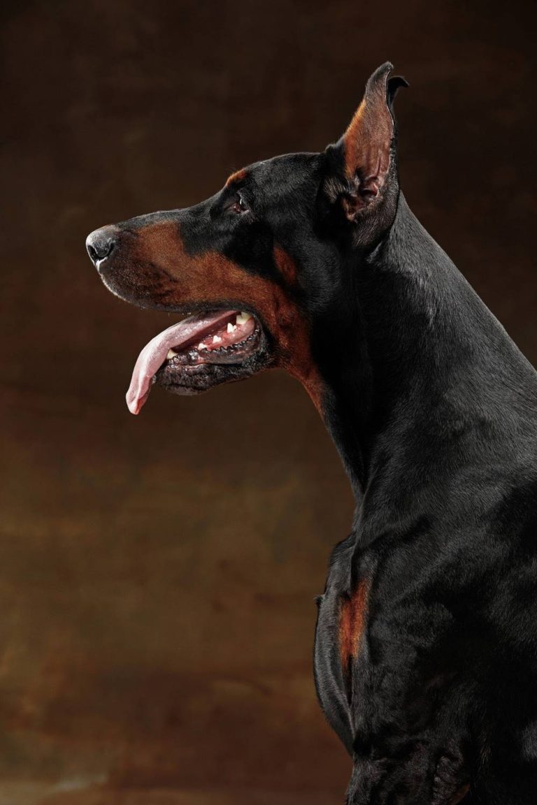 Doberman czarnego umaszczenia z wystawionym jęzorem